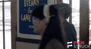 searching criterion collection GIF by FilmStruck