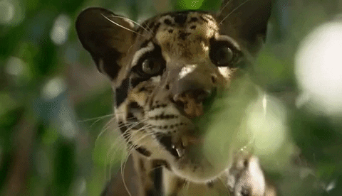 AnimalsForYou giphyupload sunda clouded leopard GIF