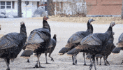 Birds Nip GIF by Minnesota State University Moorhead