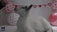 Goat Valentine