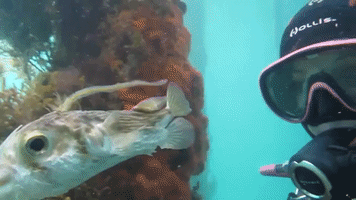 Scuba Diver Gets Up Close and Personal With Majestic Pufferfish