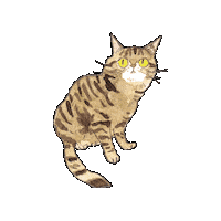 Cat ねこ Sticker