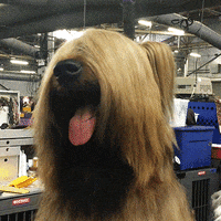dog show GIF by Westminster Kennel Club