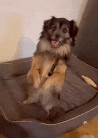 Notfellchen_Rumaenien tierschutz notfellchen notfellchen rumänien anja plötze GIF
