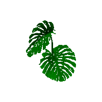 enterneverland plant shake leaf monstera Sticker