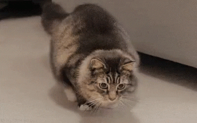 Wait For It Cat GIF by April Fools
