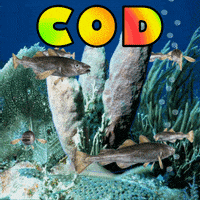Sea Fish GIF