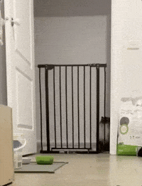 cat cat jumping over gate GIF