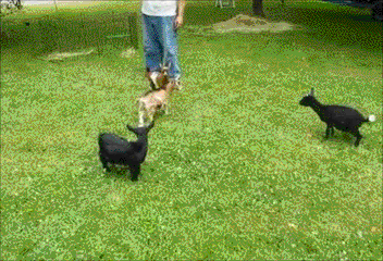 GIF by Random Goat