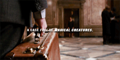 fantastic beasts and where to find them GIF