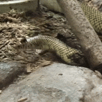 Hat Slither GIF by Valley Zoo Development Society