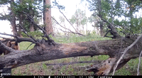 Curious Bear Gets Up Close and Personal With Trail Cam in Colorado
