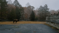 Young Bison Race in the Rain at North Carolina Zoo