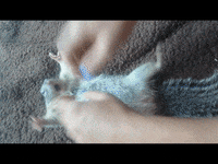 mimimi GIF