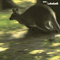 WDRLokalzeitDortmund what hi dortmund wdr GIF