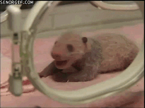 baby panda crying GIF by Cheezburger