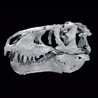 mfnberlin berlin dinosaur dino museum GIF