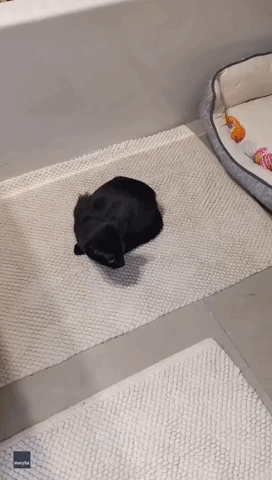 Carer Uses Pumpkin Guards to Protect Terrified Kitten From Vacuum