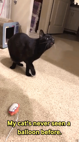 Cat is Scared of Balloon