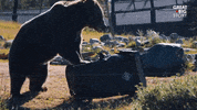 Angry Lets Go GIF by Great Big Story