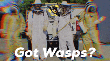 Yellow Jackets Bees GIF by Richland Pest & Bee Control