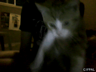 cat kitty GIF