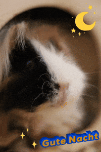 Gute Nacht GIF by Luisas-Tierwelt