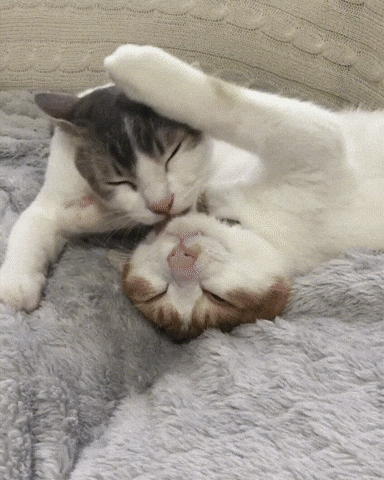 licks taps GIF
