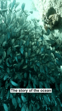 GIF by Lonely Whale