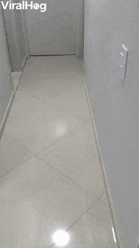 Doggy Shows Off His Nightly Routine GIF by ViralHog