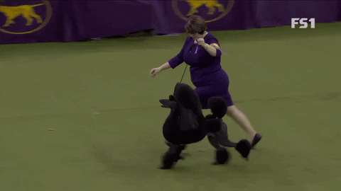 Westminster Dog Show Poodle GIF by Westminster Kennel Club