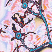 Rainbow Lsd GIF by Toke