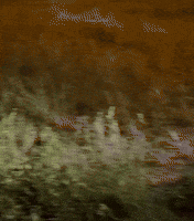 Dog Summer GIF