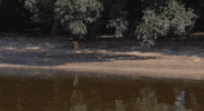 Film Run GIF