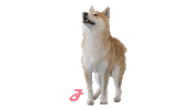 Shiba Inu Dog Sticker by Josera petfood