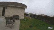 pacing golden retriever GIF by Nest
