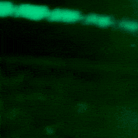 College Football GIF by GoDucks