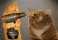 Cat GIF
