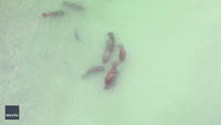 Serene Aerial Video Shows Manatees and Dolphins Swimming Together in Gulf of Mexico