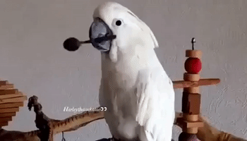 Cockatoo Loves to Play With Her Spoon