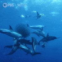 Pbs Nature Swimming GIF by Nature on PBS