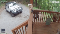 Bear-ly There: Family of Black Bears Efficiently Investigate Tennessee Porch