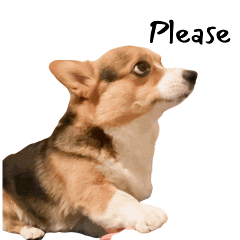 Milo_SiliconValley giphyupload dog please corgi Sticker