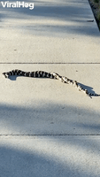 Tangled Snakes on Sidewalk