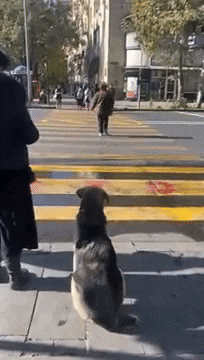 cuteanimalland giphyupload GIF