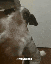 Husky Dog GIF