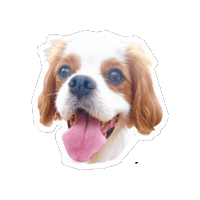 Cavalierkingcharlesspaniel Smile Sticker