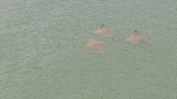 Fever of Stingrays Swim Near Pier in Myrtle Beach