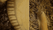 Fly Tick GIF by PBS Digital Studios