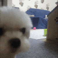 kuki3 puppy kuki 댕댕이 놀자 GIF